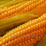 Кукуруза продовольственная от 500тн