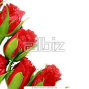 Роза, роза Колумбия и Эквадор, роза оптом, купить розу оптом