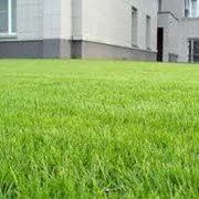 Травы газонные - для газона который не скашивается