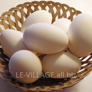 Гусиные инкубационные яйца фото