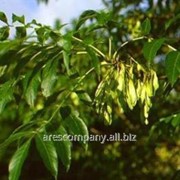 Ясень обыкновенный аллейное дерево Fraxinus excelsior высота 240-290см
