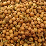 Кориандр, семена, голландский сорт Элита фотография