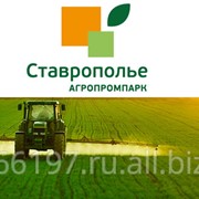 Морковь мытая п/э «Семидаль» страна происхождения Россия 1 кг