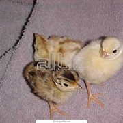 Суточные цыплята бройлеры фото