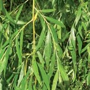 Ива Salix Aurita 60-90
