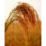 Зерновые продукты фотография