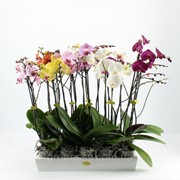 Орхидея Фаленопсис микс -- Phalaenopsis mixed фотография