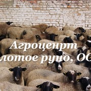 Овцы, в Украине, цена от производителя, фото