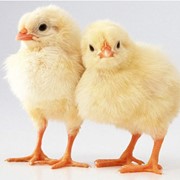 Цыплята-бройлеры, цыплята-бройлеры Украина, купить оптом цыплят бройлеров в Донецой области фото