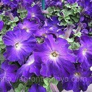 Семена цветов петунии Софистика F1 100 шт. драже синее утро фотография