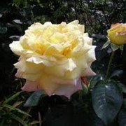 Розы Бурсолт
