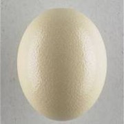 Яйцо куриное фото