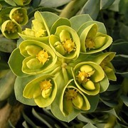 Молочай миртовый (Euphorbia mysinites) фото