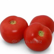 Семена Голд томат KS 898 F1 фотография