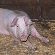 Свиньи “Белая крупная“, “Дюрок“, “Ландрас“ фото