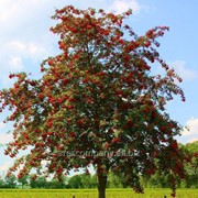 Рябина красная или обыкновенная Sorbus Aucuparia 40-60 фотография