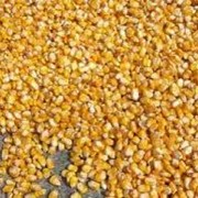 Кукуруза зерно, зерна кукурузы, зерна кукурузы оптом фотография