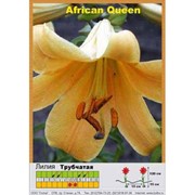 Трубчатая лилия African Queen фото