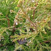 Туя западная «Рейнголд» (Thuja occidentalis «Reingold») 0,8 м. Кипарисовые (Cupressaceae)