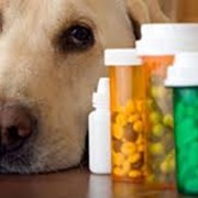 Лекарственные препараты для животных. фотография