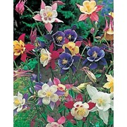 Аквигелия McKana Hybrids mix фото