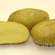 Семенной картофель с. Удача (суперэлита) фото
