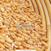 Семена озимой пшеницы Мисия Одесская