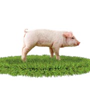 Комбикорм для свиней (МТ) престарт фото
