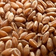 Закупка пшеницы 5 класс