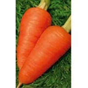 Семена моркови Каротель