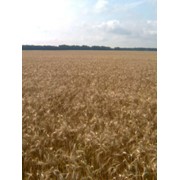 Продам семена озимой пшеницы сорта Наталка