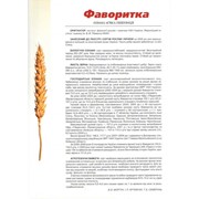 Семена озимой пшеницы Фаворитка фото
