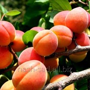 Саженцы абрикоса Харкот (Канада). фото