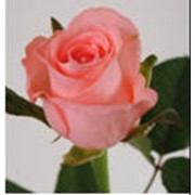 Розы розовые Карина фото