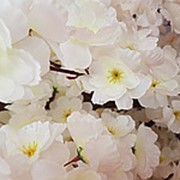 Сакура цветущая белая 180 см (без горшка) фото