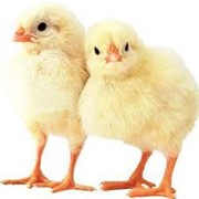 Комбикорм для цыплят-бройлеров