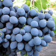 Саженец винограда “Саперави“ фото