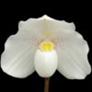 Орхидея Paphiopedilum Paphiopedilum (русские названия Пафиопедилюм или Пафиопедилум, или Венерин башмачок) — род многолетних травянистых растений семейства Орхидные. фотография