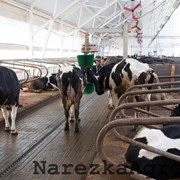 Антискользящее покрытие пола для коров фото