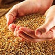 Закупка всех зерновых масличных культур