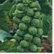 Семена капусты брюссельской Завитка фото