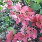 Хеномелес Chaenomeles ×superba Pink Lady A 140 – 160 фотография