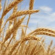 Зерновые, бобовые и крупяные культуры, Пшеница фуражная 3 класс