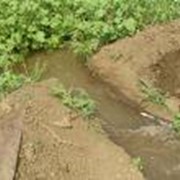 Полезащитная агролесомелиорация земель фото