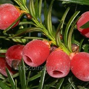 Тис ягодний Taxus baccata Aureomarginata 20-40 C2