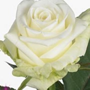 Розы белые фото