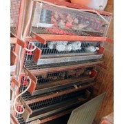 Поилка с ручкой пластиковая MARTE фото