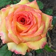 Роза чайно-гибридная Амбианс