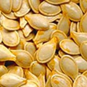 Семена тыквы калиброванные фото