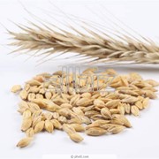 Семена подсолнуха кондитерского, пшеницы фотография